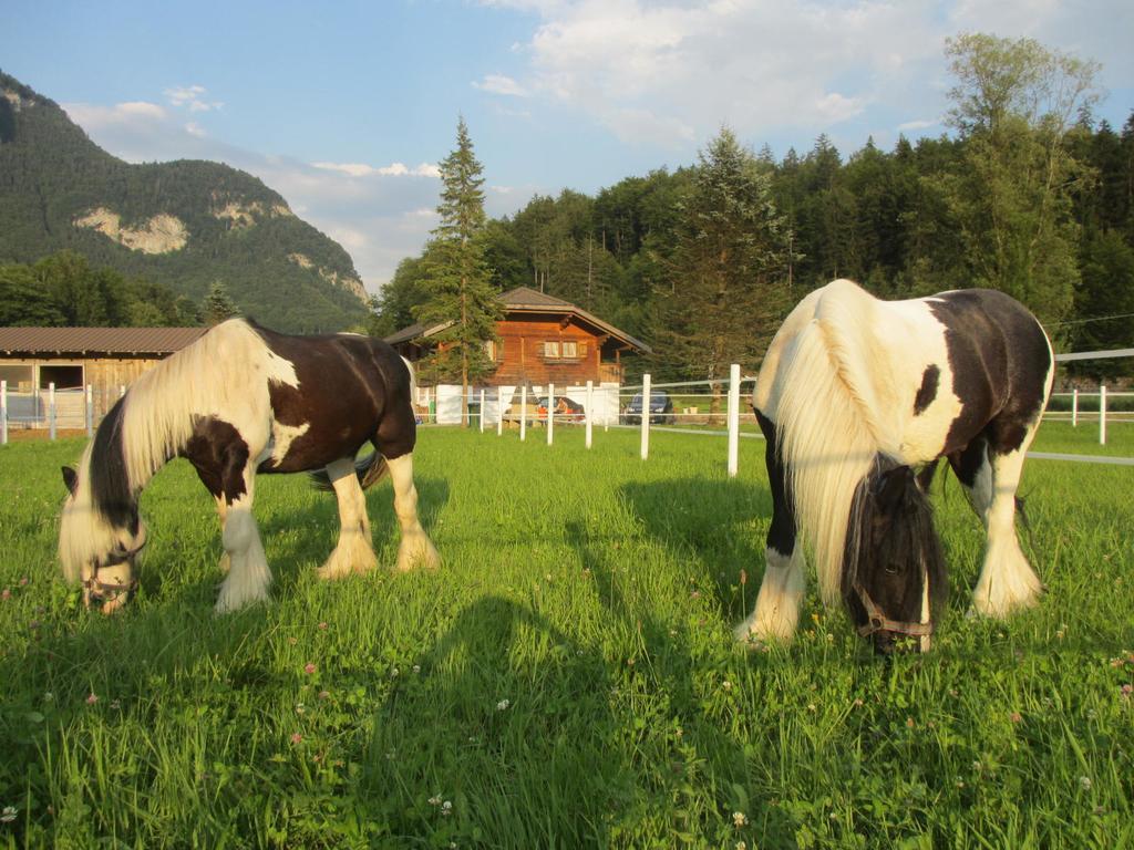 Eichhof Brienzwiler Berner Oberland Villa Dış mekan fotoğraf